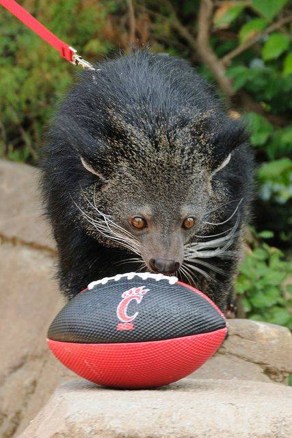 Cincinnati Bearcats 2018 NCAA Football Preview