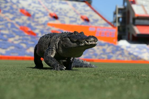 Florida Gators 2019 College Football Preview