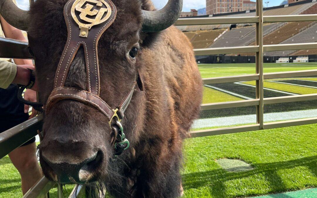 Colorado Buffaloes 2025 College Football Preview (free access)