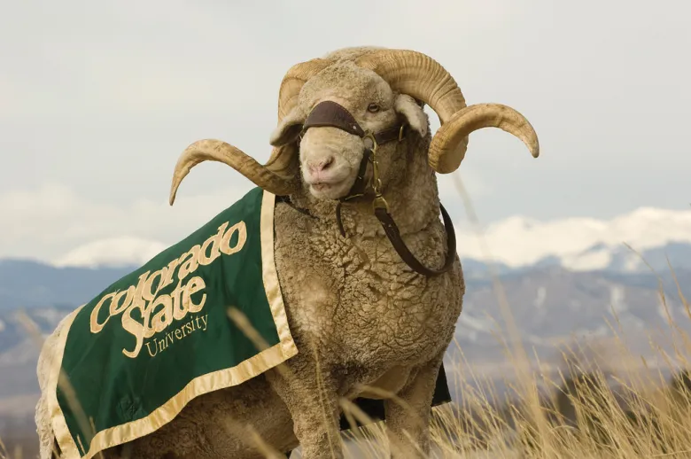 col st mascot