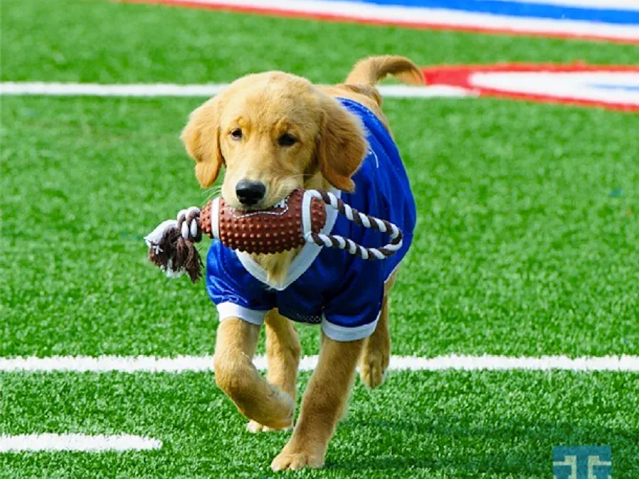 Tulsa Golden Hurricane 2026 College Football Preview
